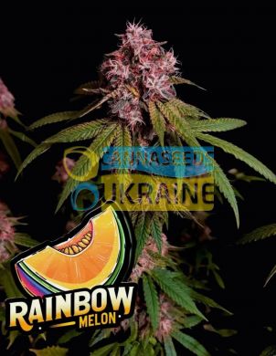 Rainbow Melon Feminized, Fast Buds
