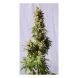 Smile feminized