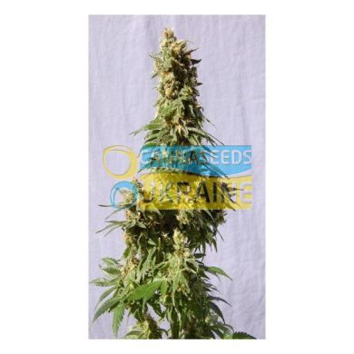 Smile feminized