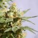 Smile feminized