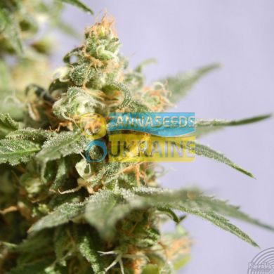 Smile feminized