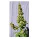 Smile feminized