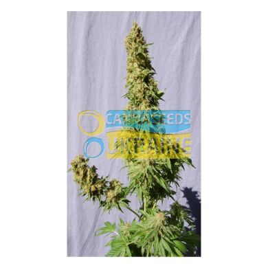 Smile feminized