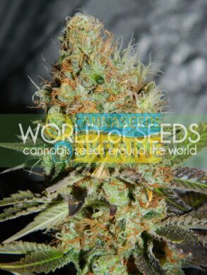 Afghan Kush Special feminized, World of Seeds