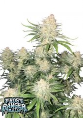 Auto Frostbanger feminized, Fast Buds
