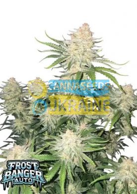 Auto Frostbanger feminized, Fast Buds
