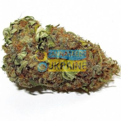 Cheese Candy feminized, Delicious Seeds