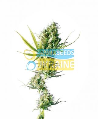семена конопли сорт Durban Feminized, Sensi Seeds