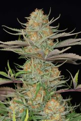 Sweet Deep Grapefruit feminized, 3 фем