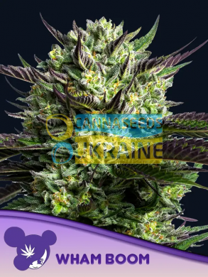 WHAM BOOM feminized, Anesia Seeds