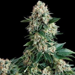 Auto Extra Mintz feminized, Bulk Seed Bank