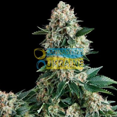 Auto Extra Mintz feminized, Bulk Seed Bank