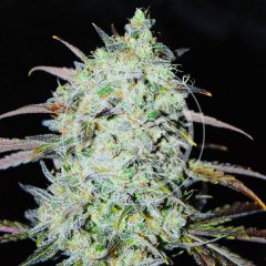 Bay Haze feminized, Delicious Seeds