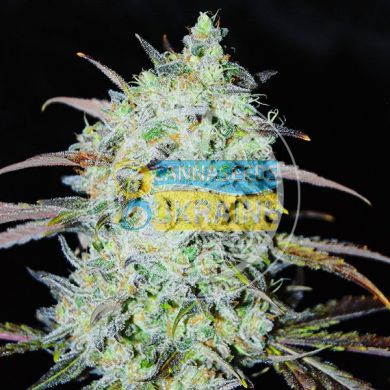 Bay Haze feminized, Delicious Seeds