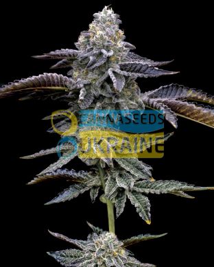 Blue Dream, Barney's Farm