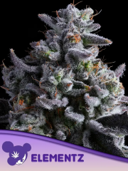 Elementz feminized, Anesia Seeds