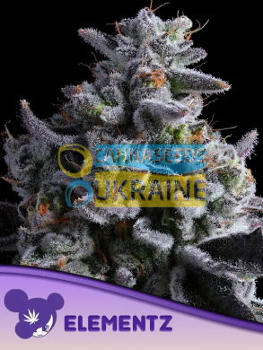 Elementz feminized, Anesia Seeds