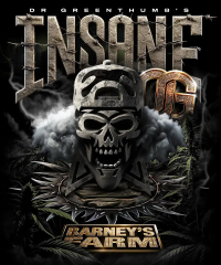 Insane OG fem, Barney's Farm