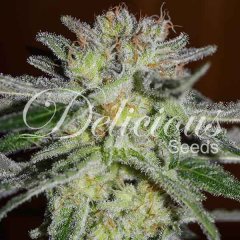 Northern Light Blue feminized, Delicious Seeds