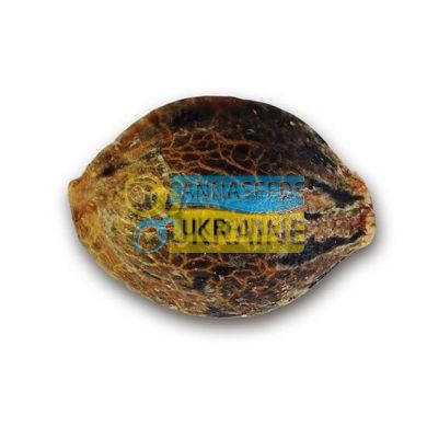 семена конопли сорт Early Version Northern Light Blue feminized, Delicious Seeds