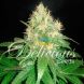 Early Version Northern Light Blue feminized, Delicious Seeds