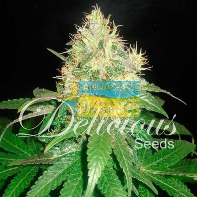 семена конопли сорт Early Version Northern Light Blue feminized, Delicious Seeds