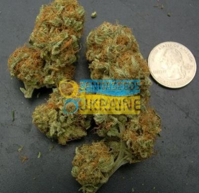 семена конопли сорт Early Version Northern Light Blue feminized, Delicious Seeds