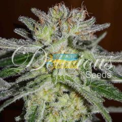 семена конопли сорт Early Version Northern Light Blue feminized, Delicious Seeds