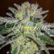Early Version Northern Light Blue feminized, Delicious Seeds