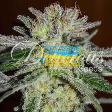 семена конопли сорт Early Version Northern Light Blue feminized, Delicious Seeds
