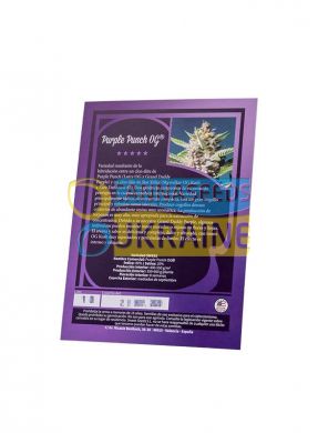 семена конопли сорт Purple Punch OG SWS93 feminized, Sweet Seeds