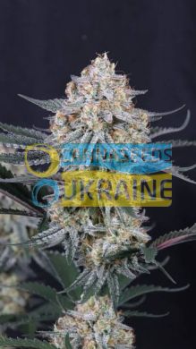 Auto Guava Sundae feminized, Fast Buds