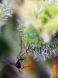 Auto Sweet Amnesia Haze XL SWS57 feminized, Sweet Seeds
