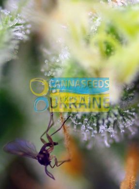семена конопли сорт Auto Sweet Amnesia Haze XL SWS57 feminized, Sweet Seeds