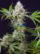 Auto Sweet Amnesia Haze XL SWS57 feminized, Sweet Seeds