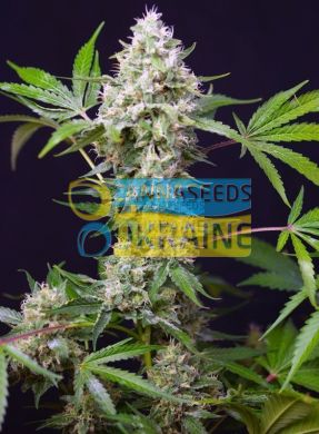 семена конопли сорт Auto Sweet Amnesia Haze XL SWS57 feminized, Sweet Seeds