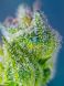 Auto Sweet Amnesia Haze XL SWS57 feminized, Sweet Seeds