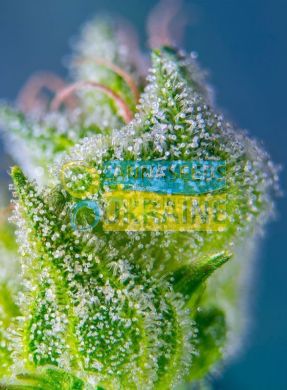 семена конопли сорт Auto Sweet Amnesia Haze XL SWS57 feminized, Sweet Seeds