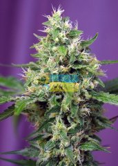 семена конопли сорт Auto Sweet Amnesia Haze XL SWS57 feminized, Sweet Seeds