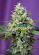 Auto Sweet Amnesia Haze XL SWS57 feminized, Sweet Seeds