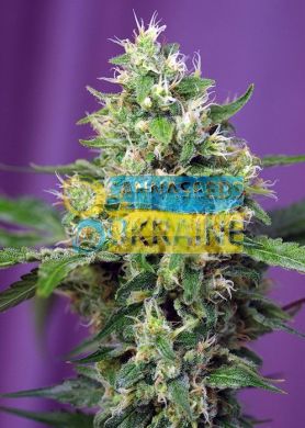 семена конопли сорт Auto Sweet Amnesia Haze XL SWS57 feminized, Sweet Seeds