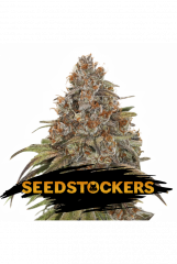 семена конопли сорт Auto Blackberry Gum feminized, Seedstockers