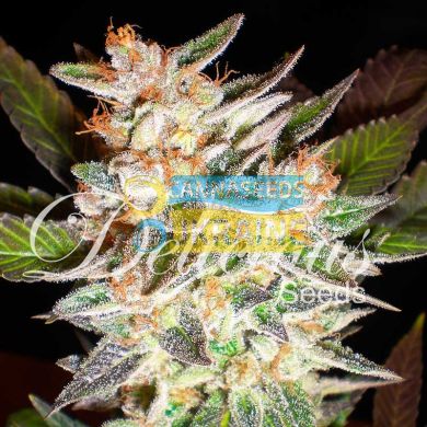 Auto Delicious Candy feminized, Delicious Seeds