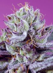 Auto Diablo’s Delight XL SWS113 feminized, Sweet Seeds