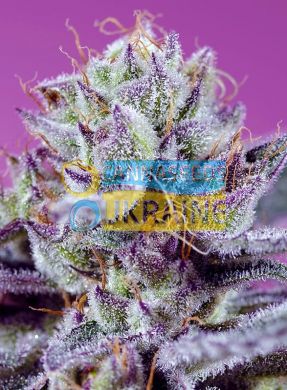 Auto Diablo’s Delight XL SWS113 feminized, Sweet Seeds