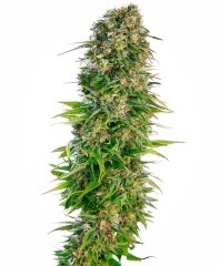 Auto Hindu Kush feminized, Sensi Seeds
