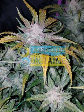 семена конопли сорт Auto Mexican Airlines feminized, Fast Buds