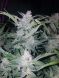 Auto Mexican Airlines feminized, Fast Buds