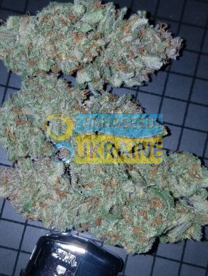 семена конопли сорт Auto Mexican Airlines feminized, Fast Buds