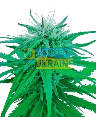 семена конопли сорт Ruderalis Indica® Seeds, Sensi Seeds